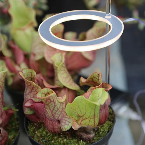 Indoor Plant Growth Light – Last Day Discount
