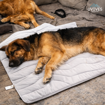 Instant Cooling Solution for Your Dog Anywhere