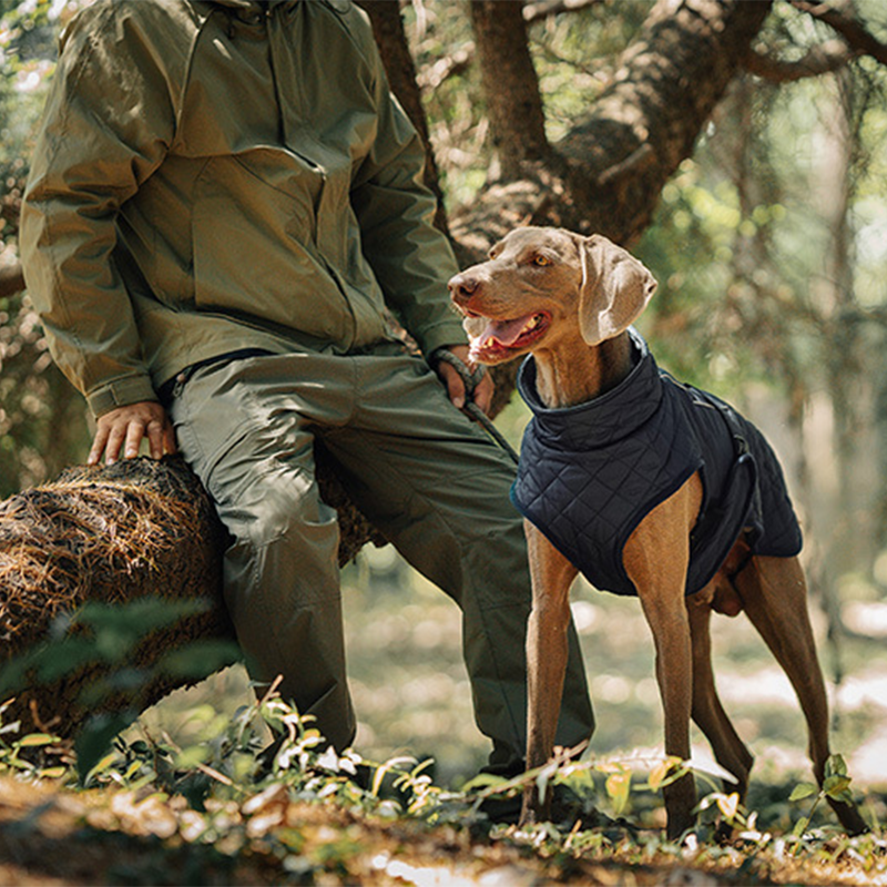 Keep Your Dog Warm and Visible During Every Walk