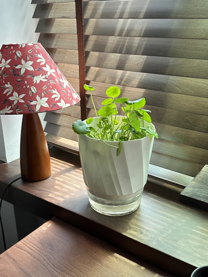 Self-Watering Hydroponic Planter | Transparent Dual System | Automatic Water Uptake
