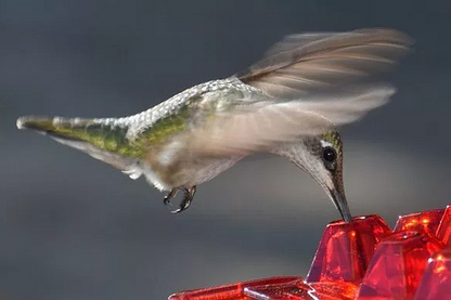 Outdoor Hanging Feeder for Hummingbirds – Ant-Resistant with Multi-Port Tray