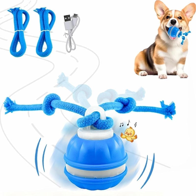Keep Your Dog Mentally Engaged and Energetically Happy