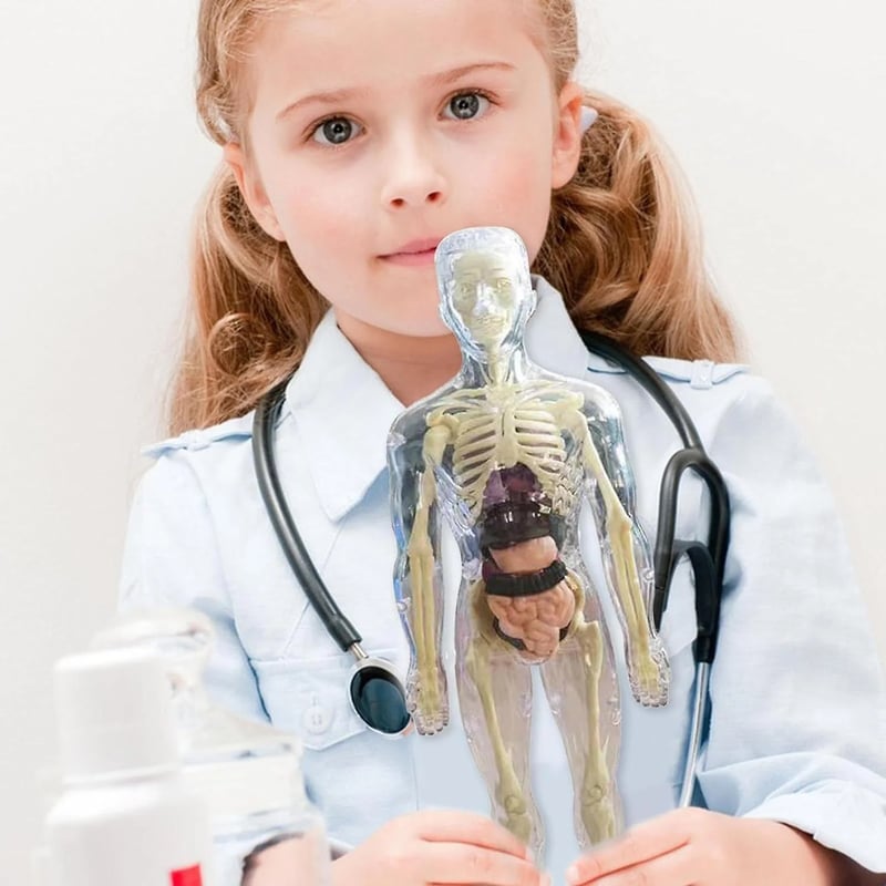 Interactive 3D Human Anatomy Model for Learning & Teaching
