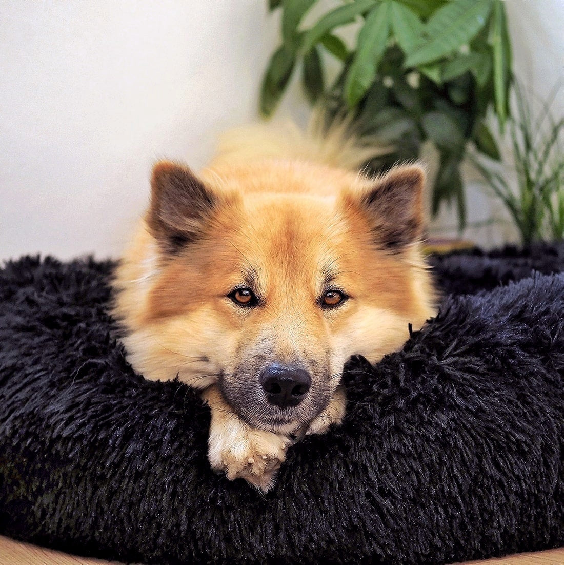 Orthopedic Plush Dog Bed – FluffyNest Comfort Sleeping Cushion