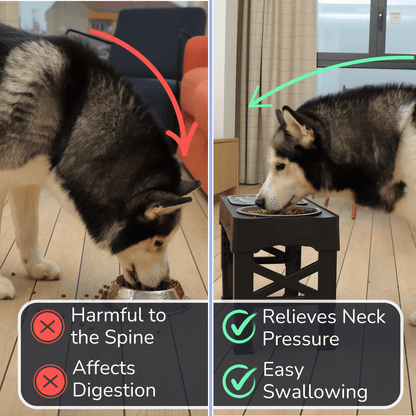 All-in-One Pet Bowl Stand for Healthier Meals