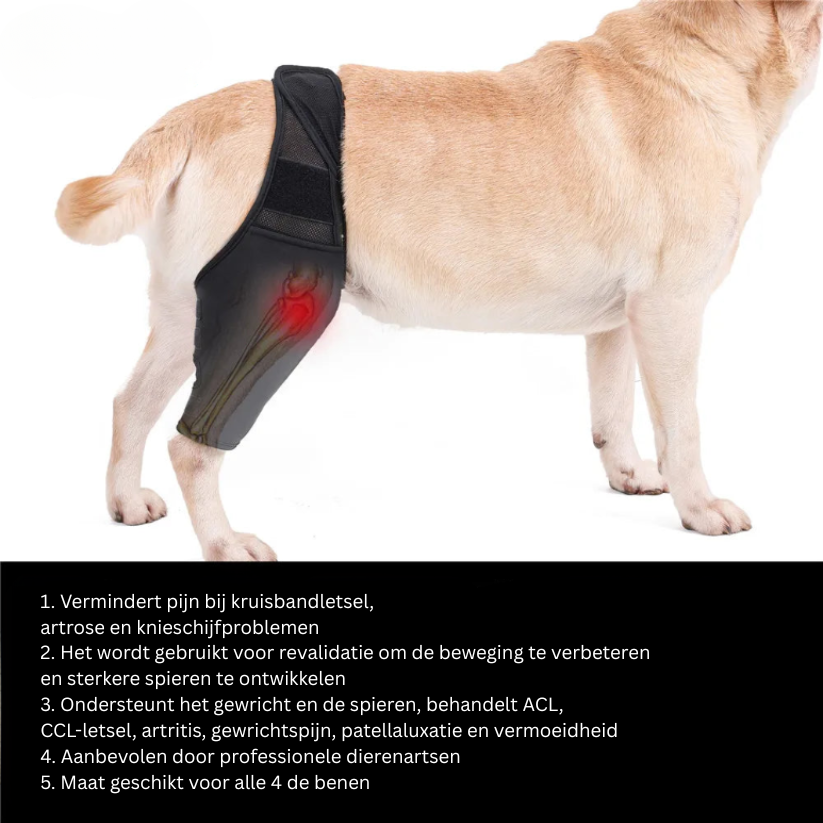 Knee Brace for Dogs – Joint Pain Relief and Rehabilitation Support