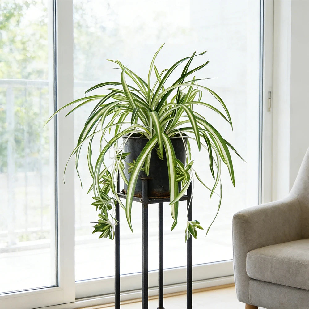 Artificial Chlorophytum Plant | 65 cm | Wall-Mounted | PVC Decoration for Living Room & Wedding
