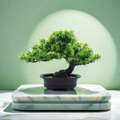 Bonsai Tree 24 cm | Evergreen and Low-Maintenance | Includes Black Pot
