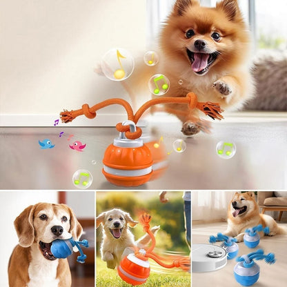 Keep Your Dog Mentally Engaged and Energetically Happy