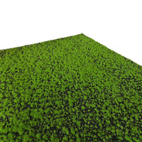 black moss