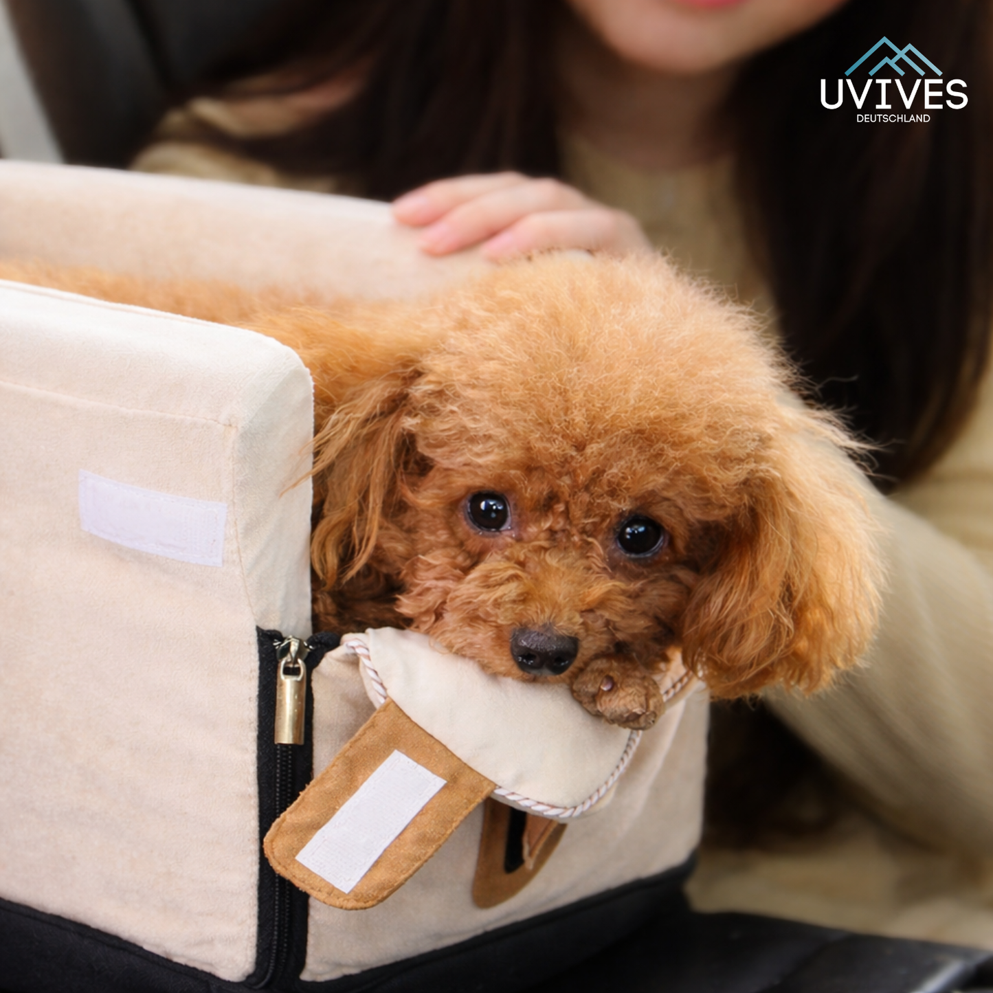 Keep Small Pets Safe and Calm During Every Car Ride
