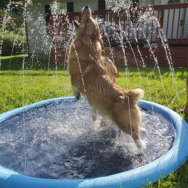 DogSplash - Long-lasting Fun for Your Canine Friend!