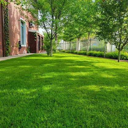 Lush Green Lawn Seed – Rapid Growth & All-Season Resilience