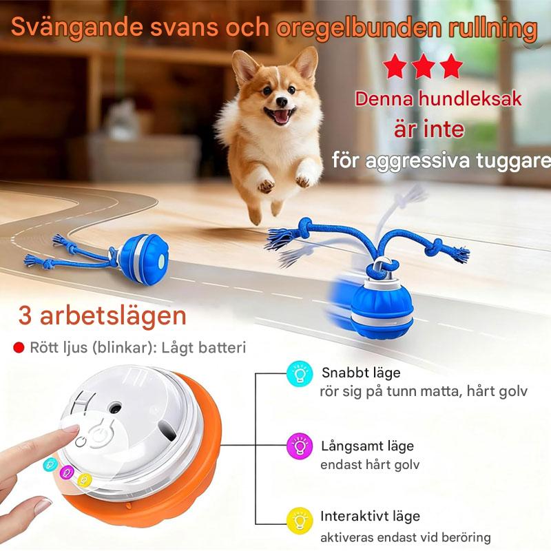 Keep Your Dog Mentally Engaged and Energetically Happy