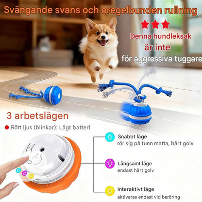 Keep Your Dog Mentally Engaged and Energetically Happy