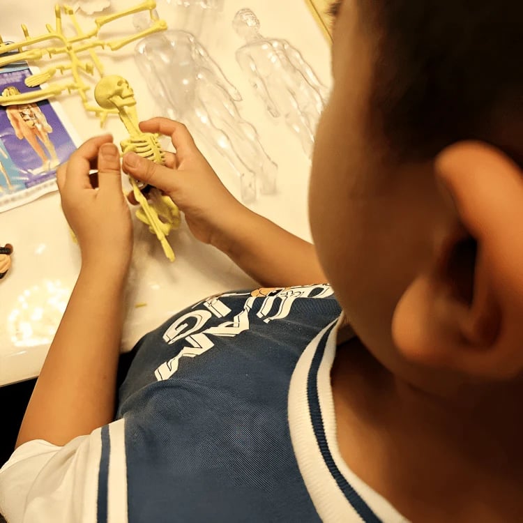Interactive 3D Human Anatomy Model for Learning & Teaching