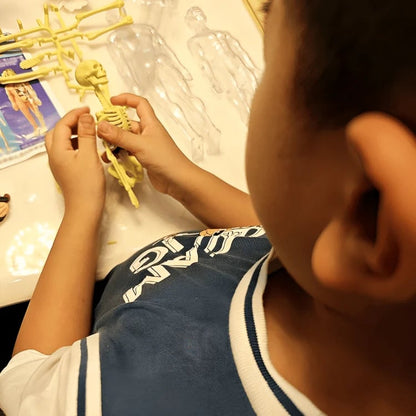 Interactive 3D Human Anatomy Model for Learning & Teaching