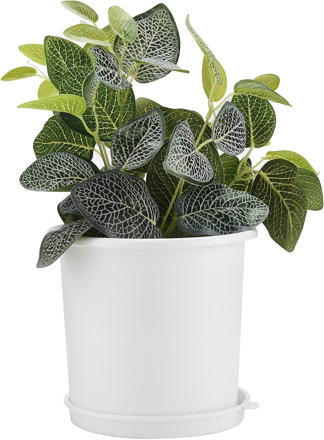 Promote Strong, Healthy Roots for Vibrant Plant Growth