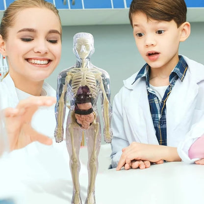 Interactive 3D Human Anatomy Model for Learning & Teaching