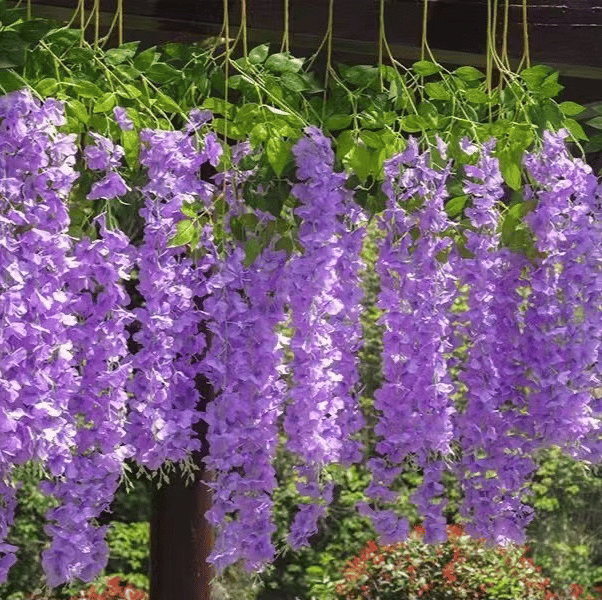 Vibrant, Lush Wisteria Plant that Requires No Watering