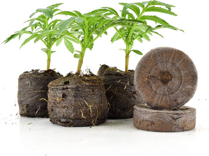 Quick and Strong Sprouting with Ideal Moisture Control