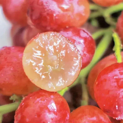 SweetHarvest – Giant Seedless Grape Tree Seeds