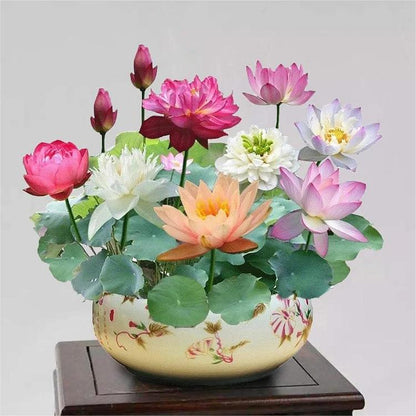 Bonsai Water Garden Seeds for Balcony and Pond