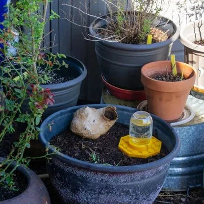Pollinator Oasis: Safe Drinking Station for Bees | Weatherproof & Eco-Friendly