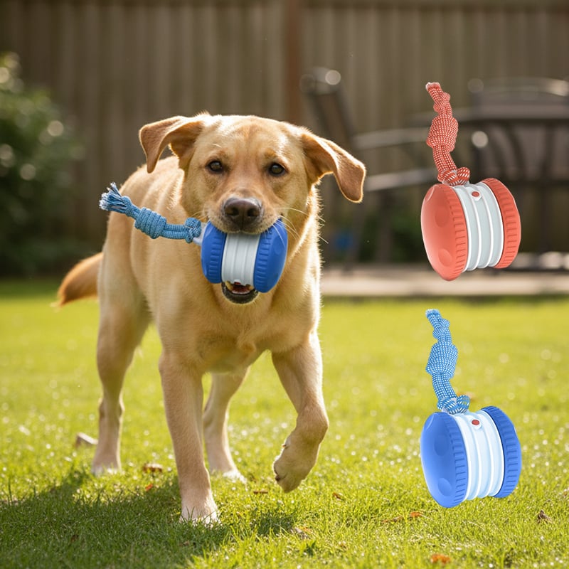 Keep Dogs Active, Engaged, and Happy All Day Long