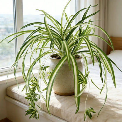 Artificial Chlorophytum Plant | 65 cm | Wall-Mounted | PVC Decoration for Living Room & Wedding