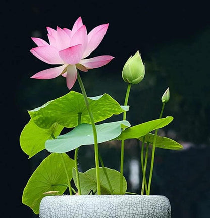 Bonsai Water Garden Seeds for Balcony and Pond
