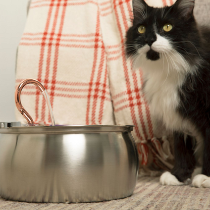 4L Smart Pet Water Dispenser with Stainless Steel Design