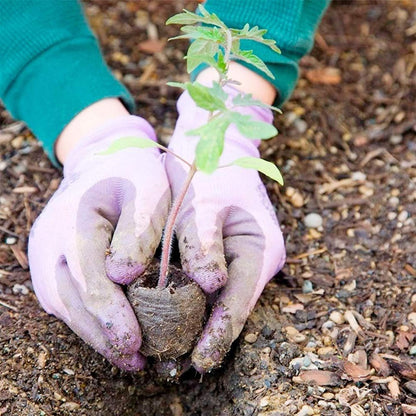 Quick and Strong Sprouting with Ideal Moisture Control