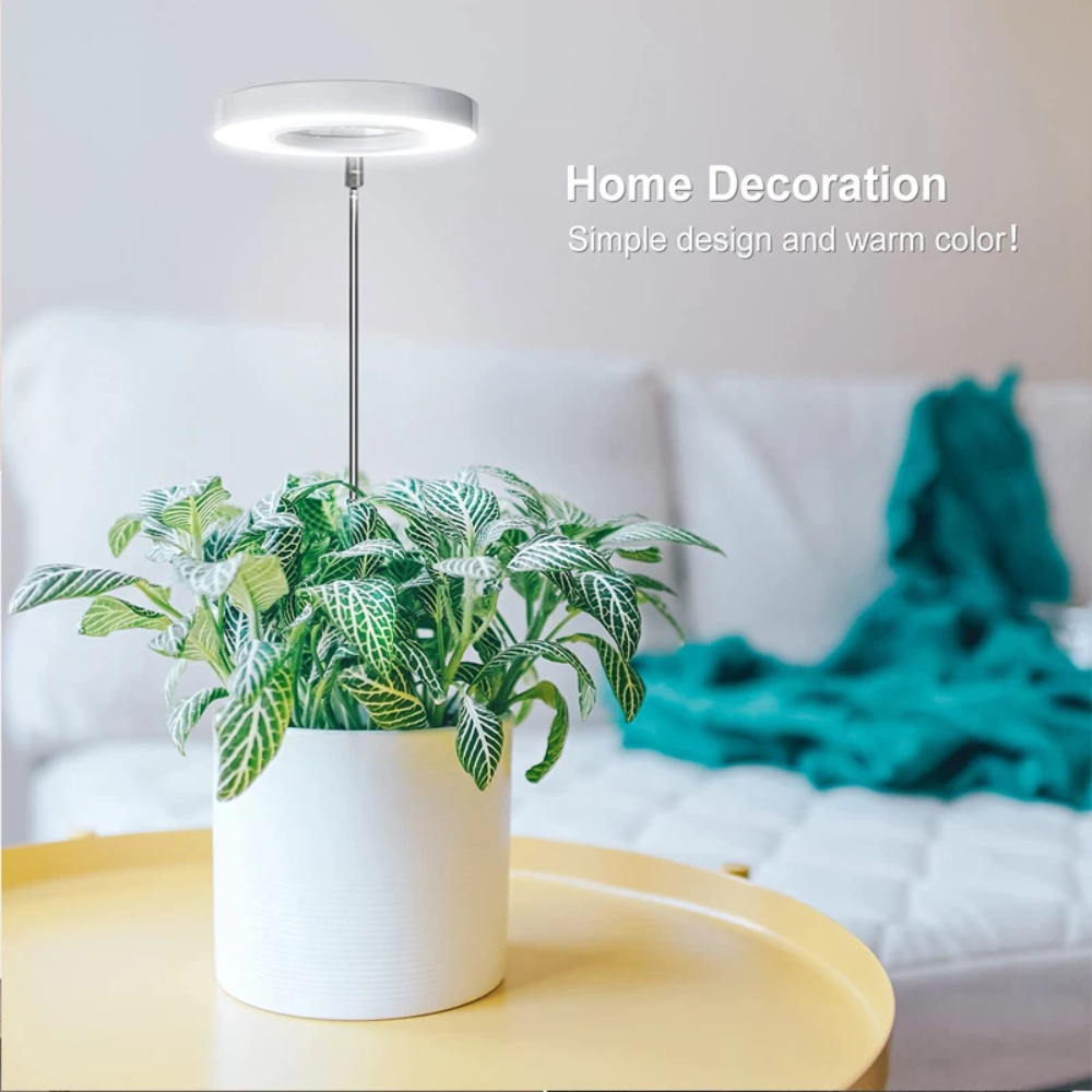 Keep Your Houseplants Healthy and Lively Year-Round
