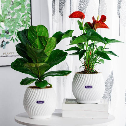 Effortless Moisture Control for Your Plants – GreenPlanter