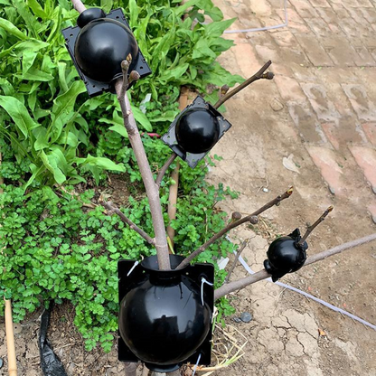 Plant Propagation Capsule for Air Layering