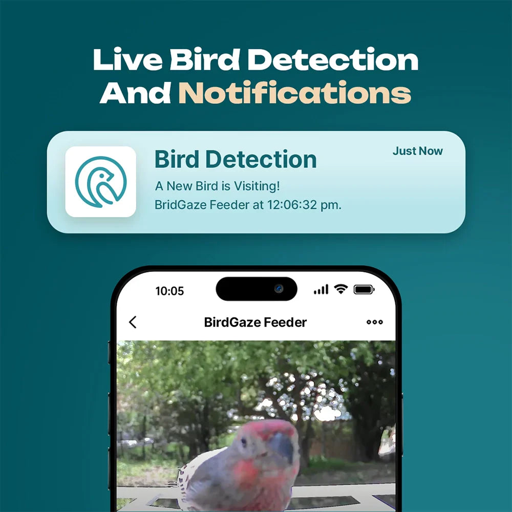 Smart Bird Feeder – Experience Nature Like Never Before