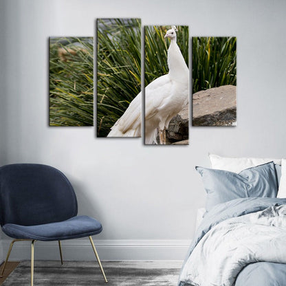 Serene Snowy Peacock - 4 Piece Canvas Art Set