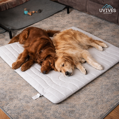 Instant Cooling Solution for Your Dog Anywhere