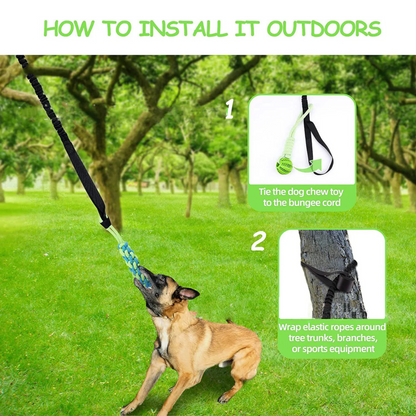 Endless Bouncing Fun for Your Dog - Springball Pro