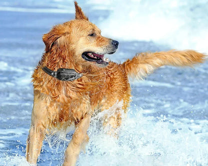 Waterproof Remote Control Electronic Training Collar for Dogs