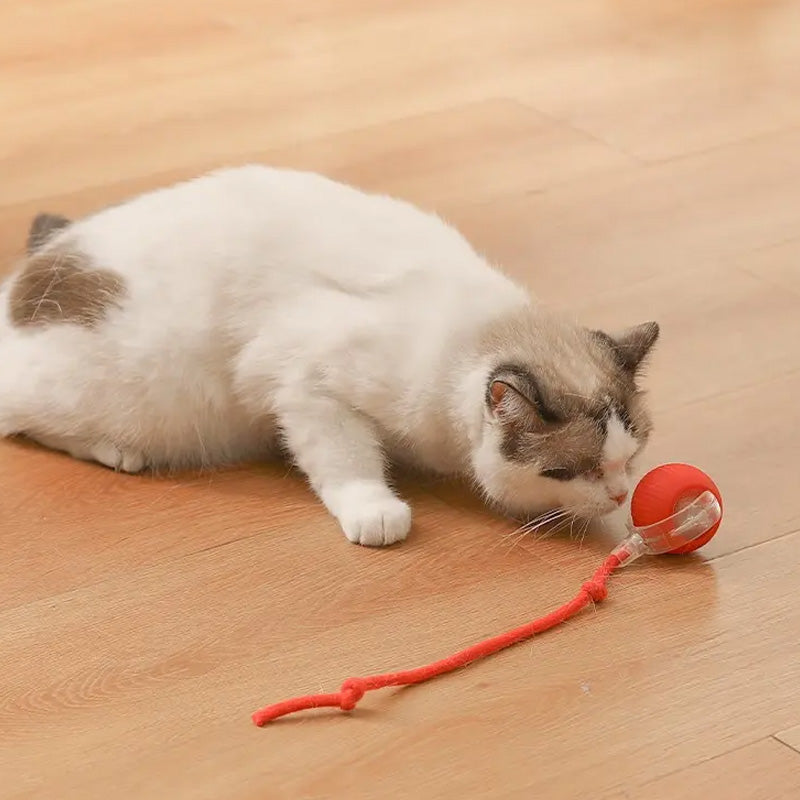 Interactive Ball for Indoor Cats