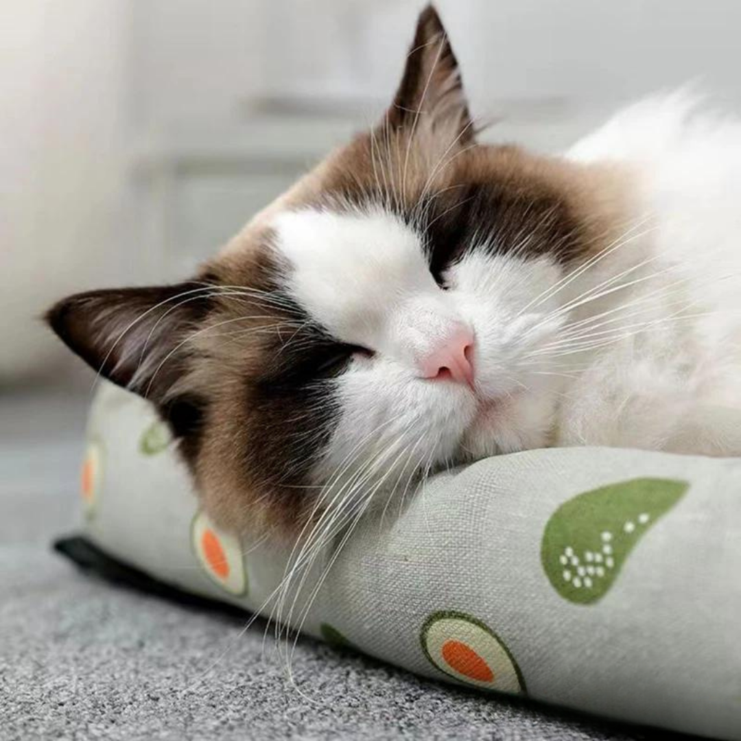 Breathable Summer Pet Bed for Ultimate Comfort