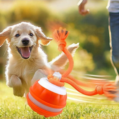 Keep Your Dog Mentally Engaged and Energetically Happy