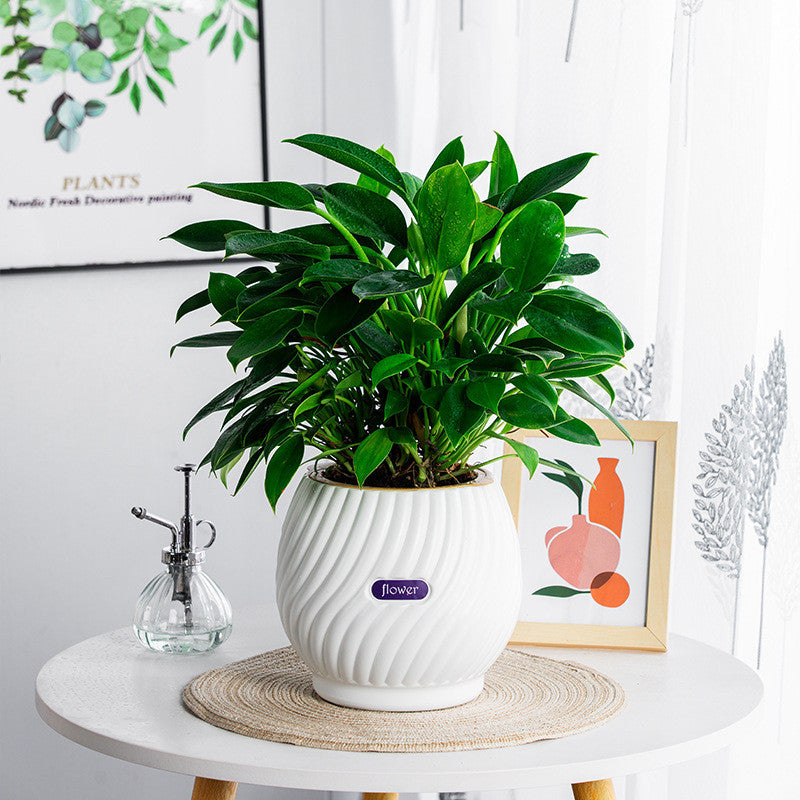 Effortless Moisture Control for Your Plants – GreenPlanter