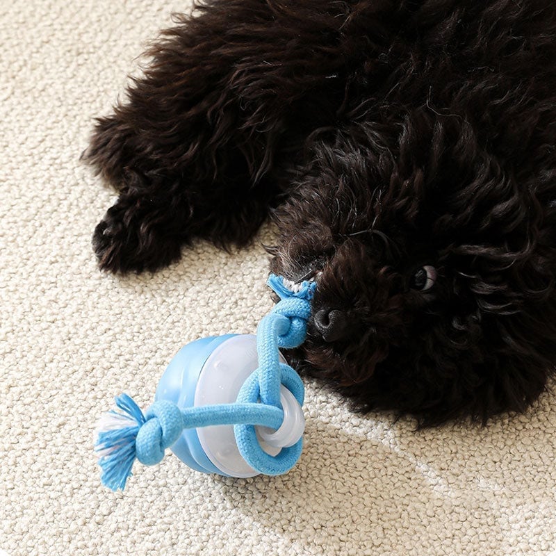 Keep Your Dog Mentally Engaged and Energetically Happy