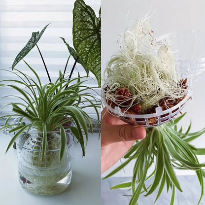 Contemporary Hanging Moss Ball | Plastic with Drainage Hole | Orchid and Fern Accessory | Indoor and Outdoor Use