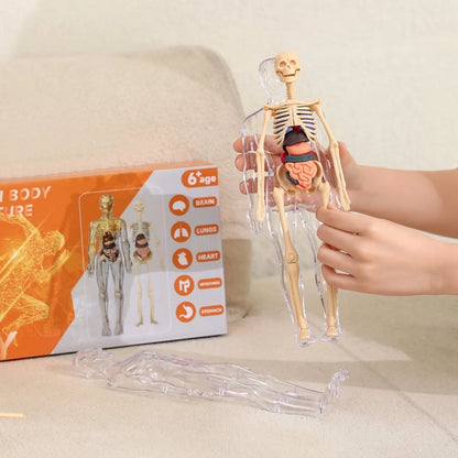 Interactive 3D Human Anatomy Model for Learning & Teaching