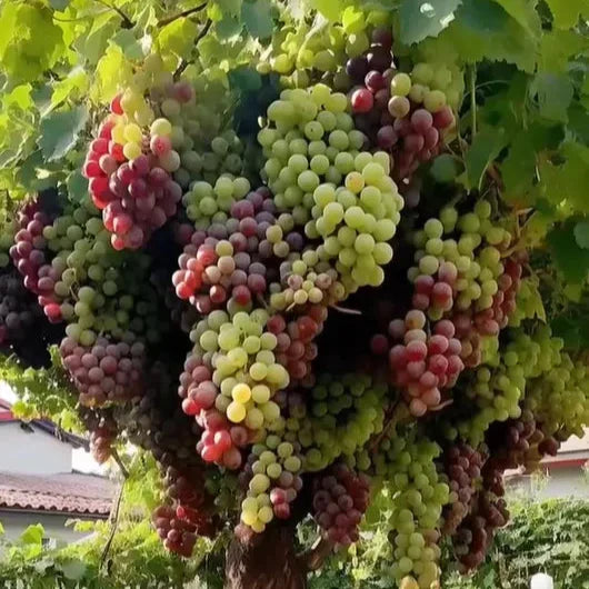 SweetHarvest – Giant Seedless Grape Tree Seeds