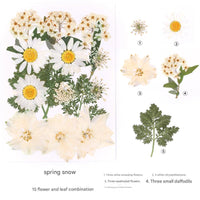 Spring Snow (15 Blooms)